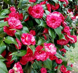 Imbricata Camellia, Camellia japonica 'Imbricata'
